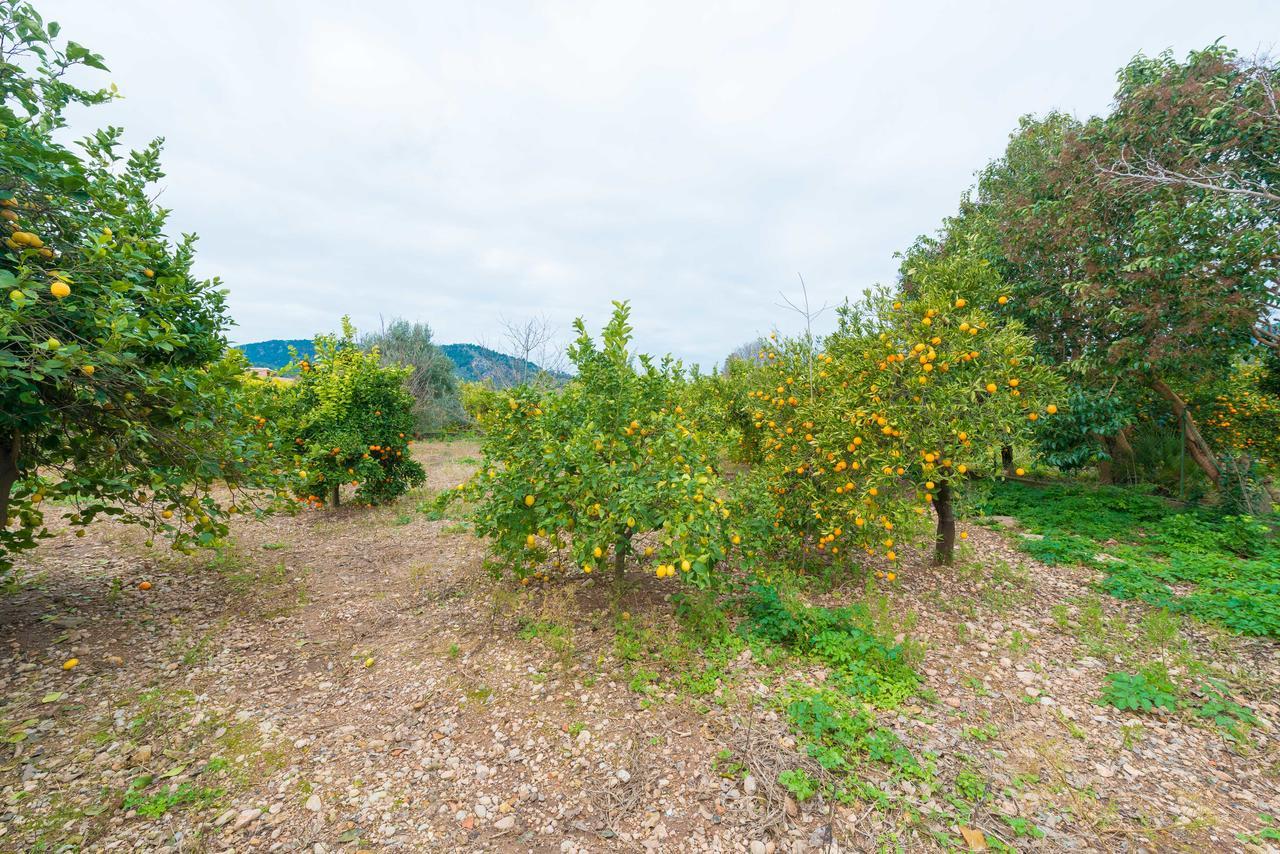 Can Raia Soller Bagian luar foto